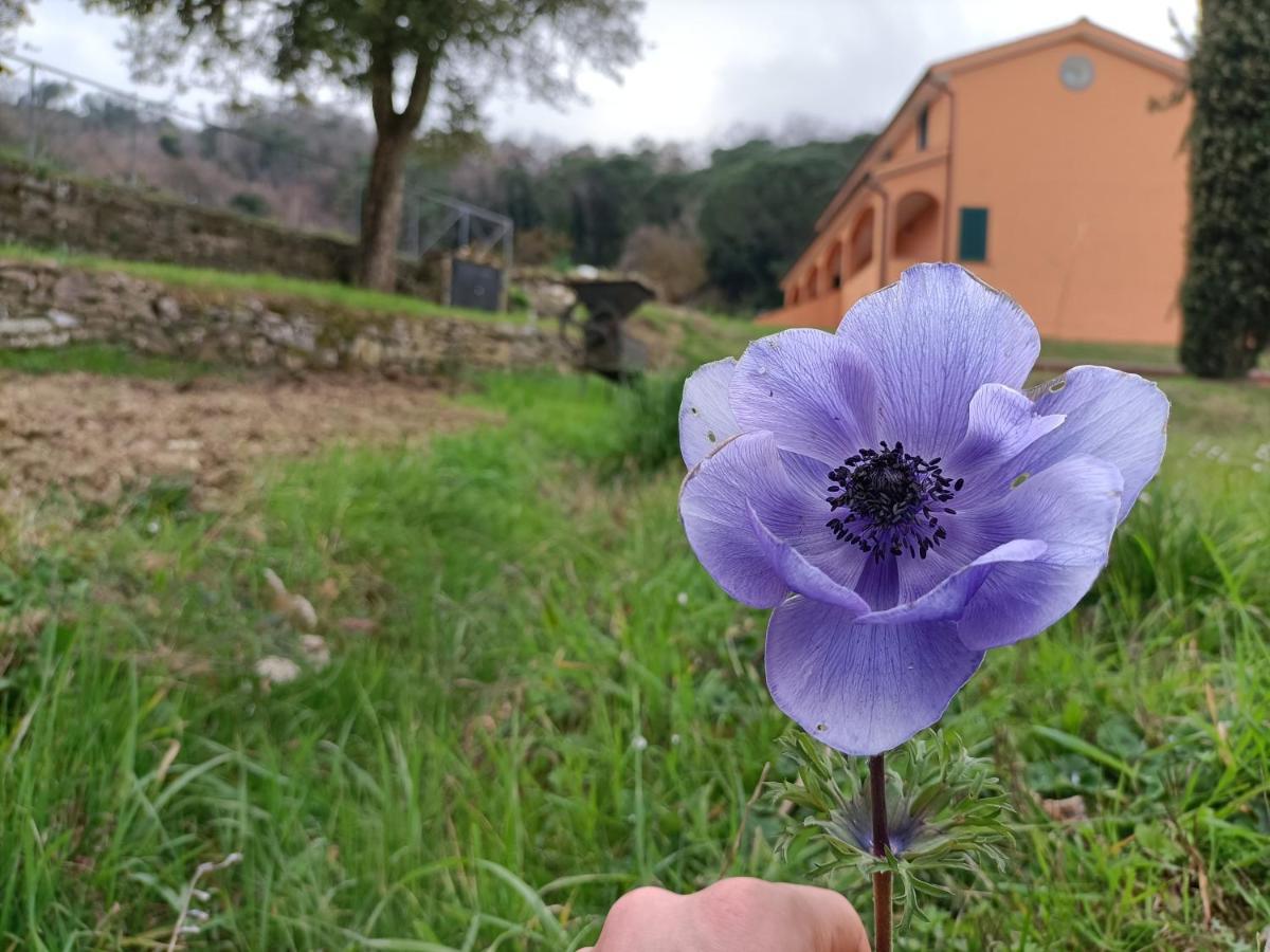 B&B Agriturismo Regno Di Toscana Collesalvetti Luaran gambar